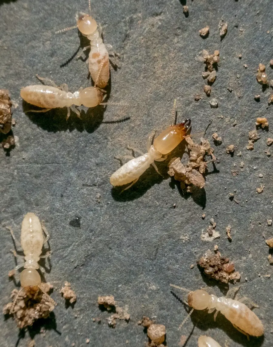 Eastern subterranean termite workers and a soldier on a stone surface