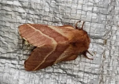 Adult Eastern tent caterpillar moth showing characteristic brown coloring with pale diagonal wing stripes