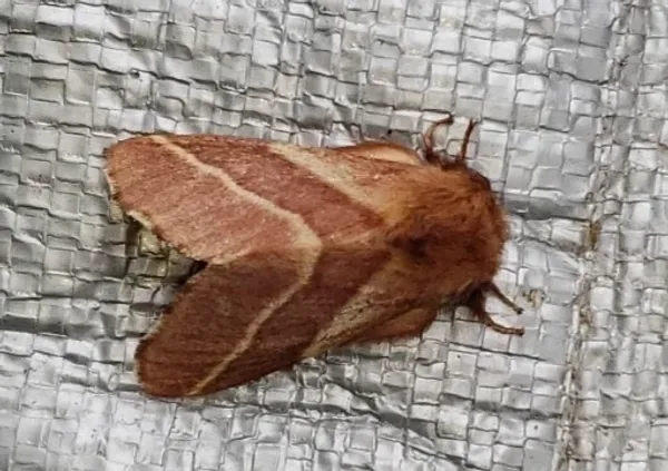 Adult Eastern tent caterpillar moth showing characteristic brown coloring with pale diagonal wing stripes