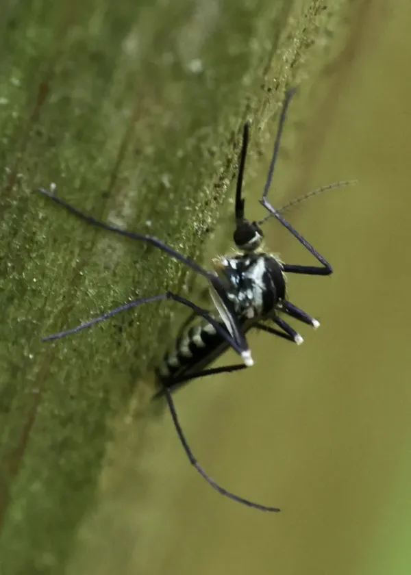 Eastern treehole mosquito showing distinctive black and white banded markings on a green leaf
