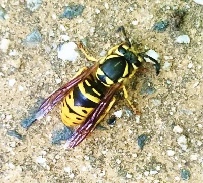 Top-down view of an eastern yellowjacket showing distinctive black and yellow striped abdomen pattern on a sandy surface