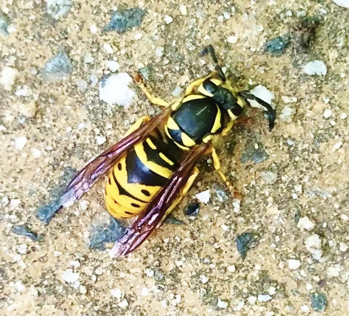 Close-up of an eastern yellowjacket, the black-and-yellow wasp behind most ground nests in Virginia and Maryland