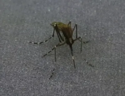 Eastern saltmarsh mosquito resting on a gray surface showing its tan body with banded legs