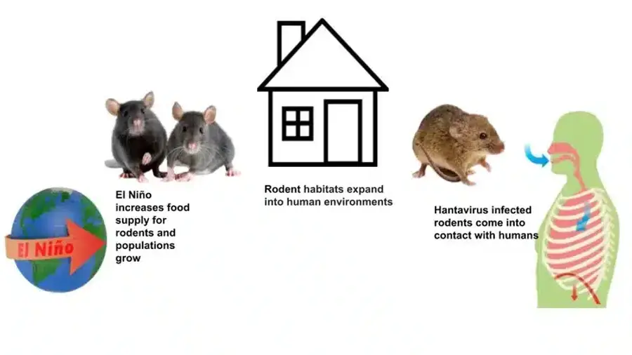 Rodents and human contact infographic