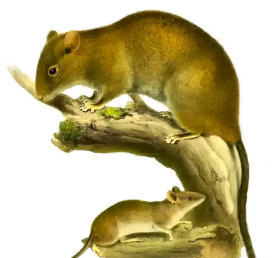 Elephant shrew on a tree branch