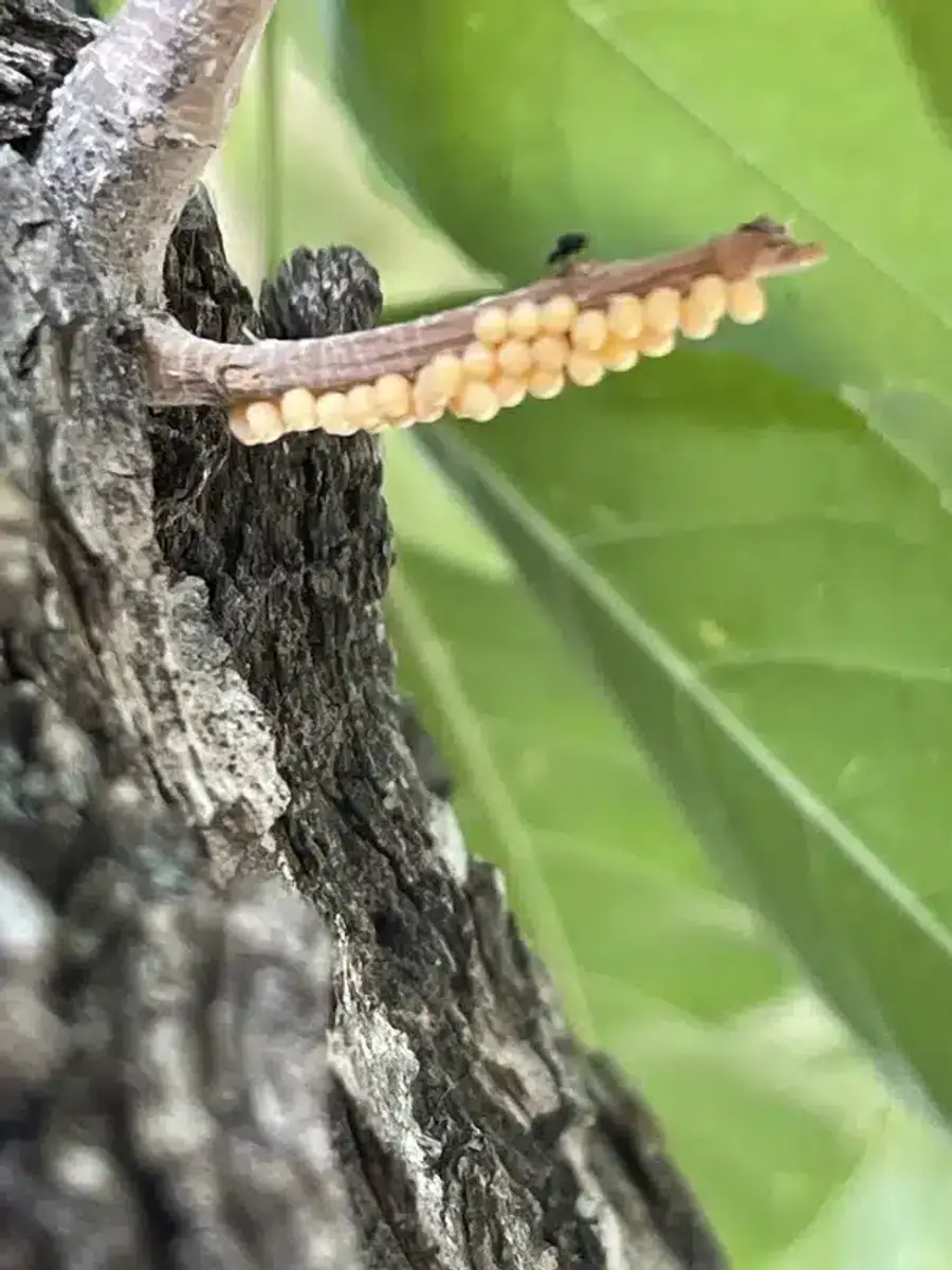 Yellow elm leaf beetle eggs clustered on tree branch