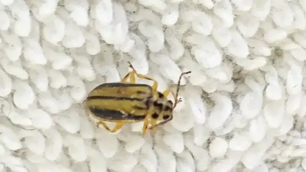 How to Stop Elm Leaf Beetle Home Invasions in the DMV