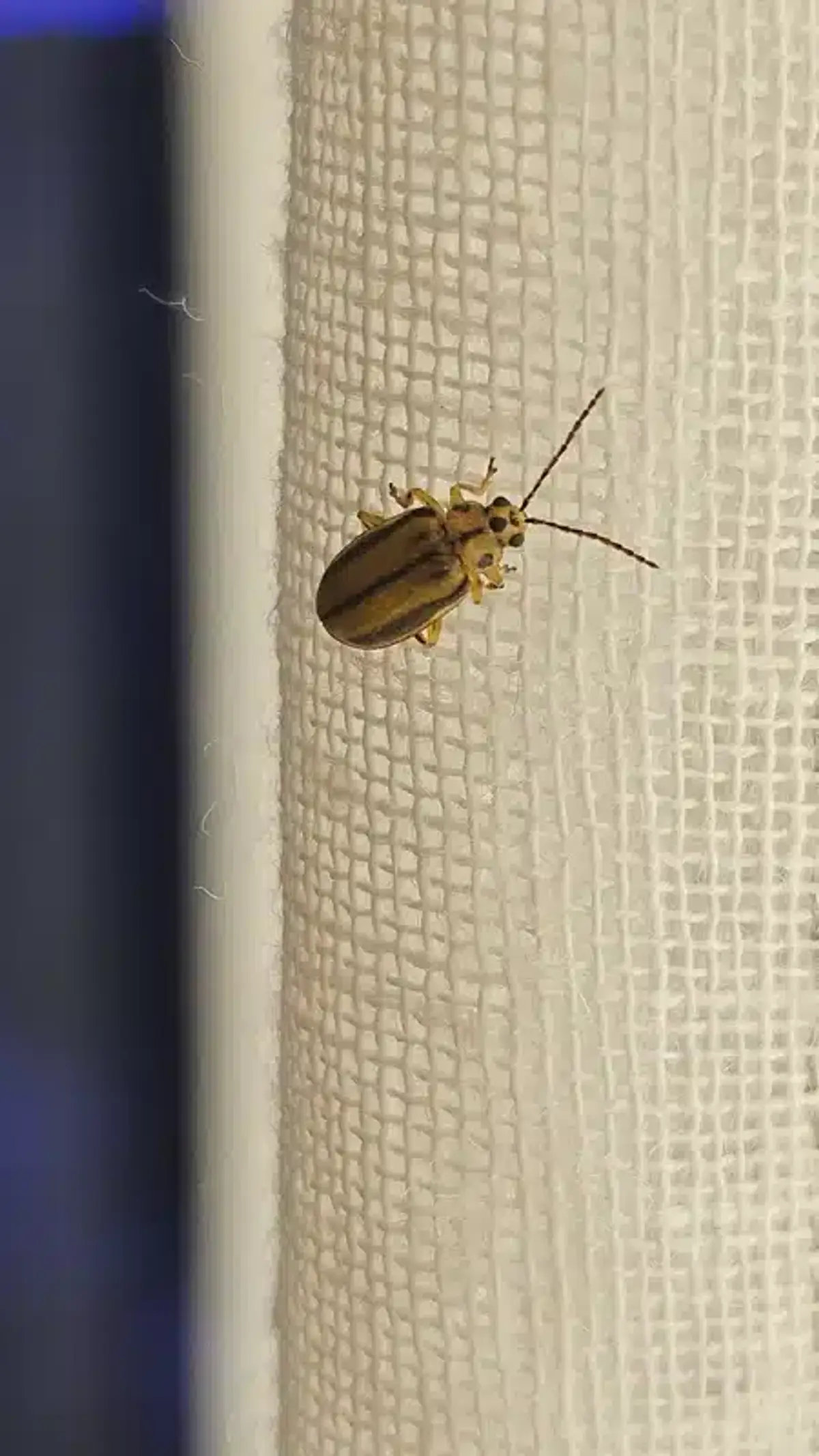 Elm leaf beetle on indoor surface showing how they enter homes