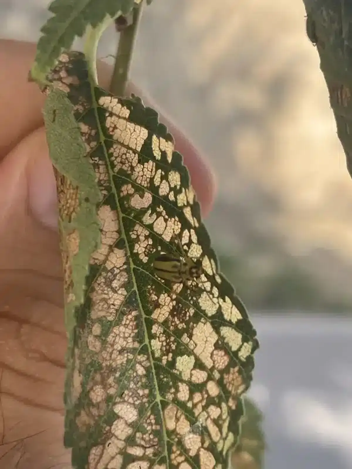 Elm leaf showing characteristic skeletonized damage from beetle feeding