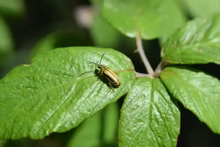 Elm leaf beetle on healthy green elm leaf showing natural habitat