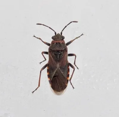 Top-down view of an adult elm seed bug showing characteristic reddish-brown and black coloring