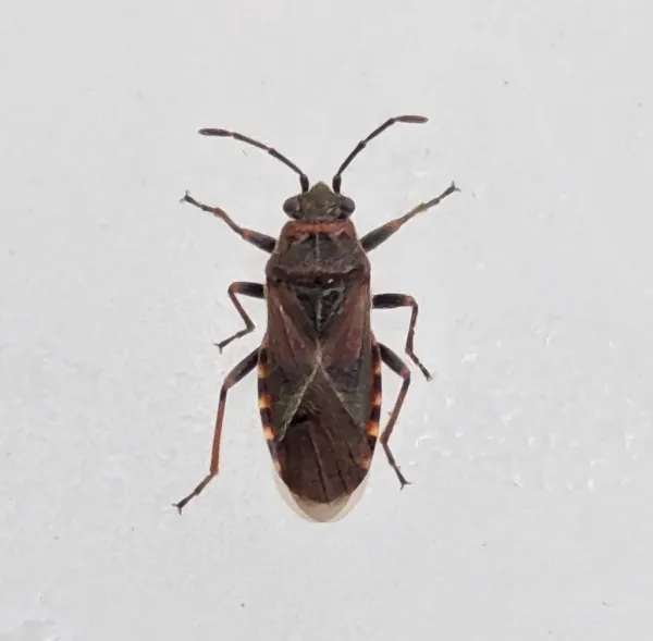 Top-down view of an adult elm seed bug showing characteristic reddish-brown and black coloring