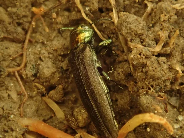 Top-down view of an emerald ash borer beetle showing its distinctive metallic green coloring and elongated body