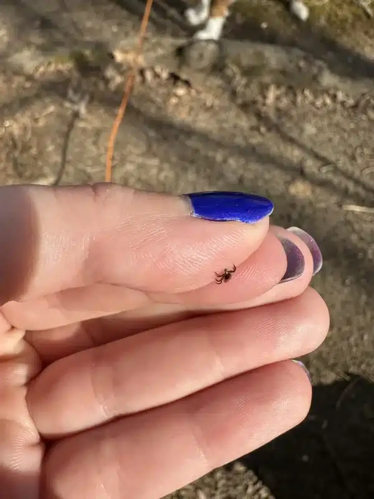Engorged tick held between fingers showing scale and outdoor exposure risk