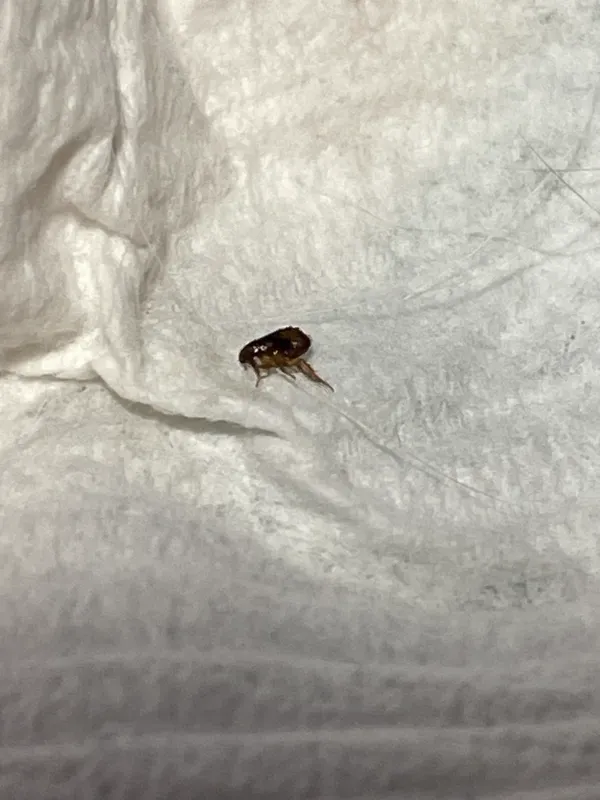 Flea on white fabric showing its dark brown laterally flattened body and legs