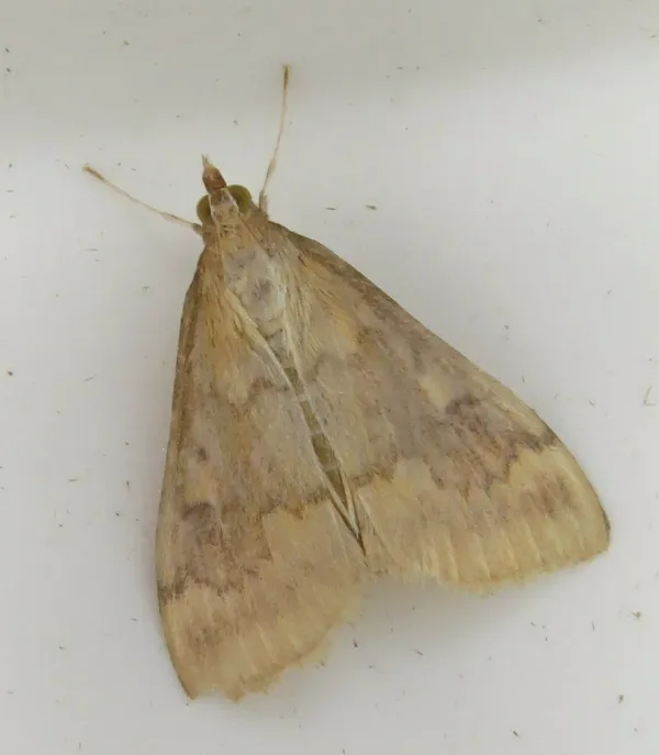 Top-down view of a European corn borer moth on neutral background displaying characteristic zigzag wing markings and antennae