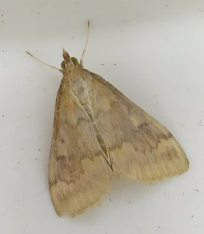Top-down view of a European corn borer moth on neutral background displaying characteristic zigzag wing markings and antennae