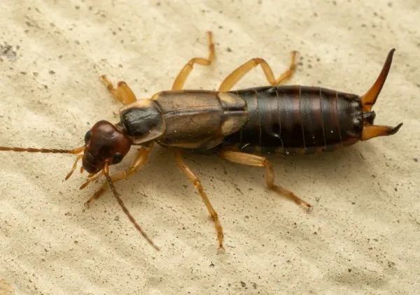 Male European earwig viewed from above showing reddish head, tan wing covers, pale legs, and curved forceps
