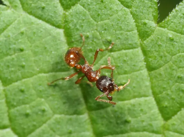 Top-down view of a European fire ant on a green leaf showing reddish-brown coloration and body structure