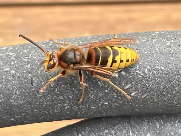 European hornet resting on a gray surface showing its distinctive brown and yellow coloring