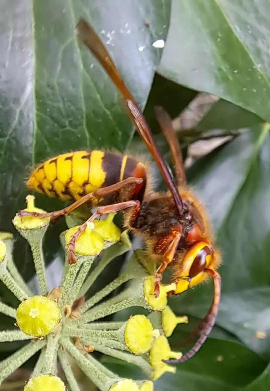 European hornet feeding on ivy flowers showing its reddish-brown thorax and yellow abdomen with brown markings