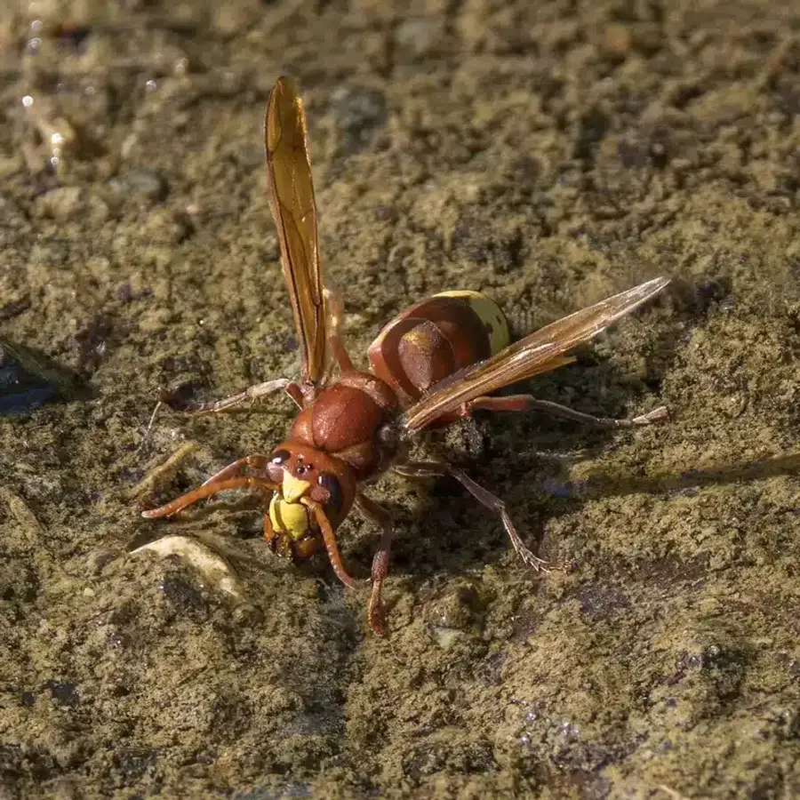 European hornet on ground showing reddish head and yellow abdomen