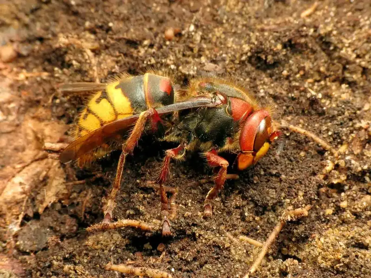 European hornet on soil surface