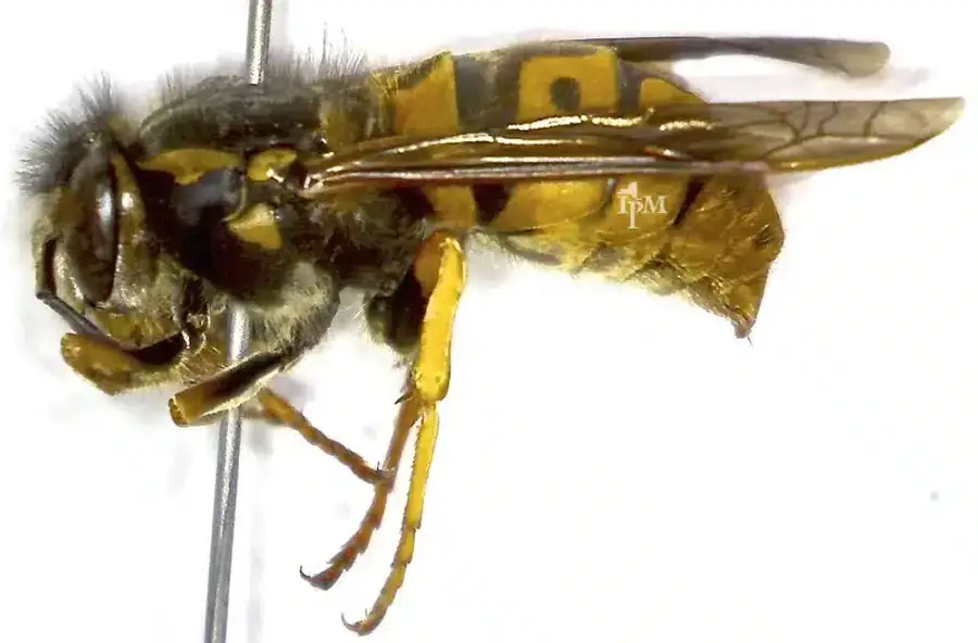 European hornet close-up
