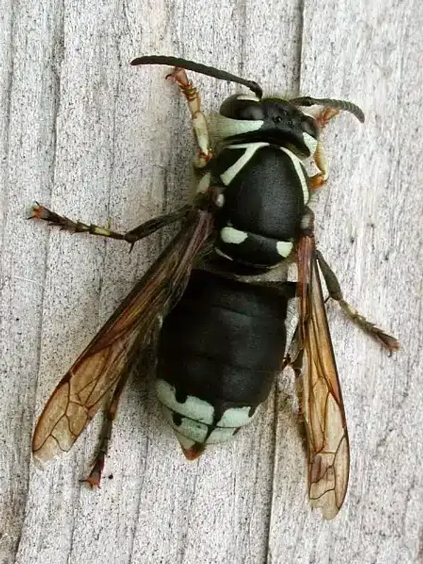 Types of Hornets and Wasps: ID Guide for Homeowners