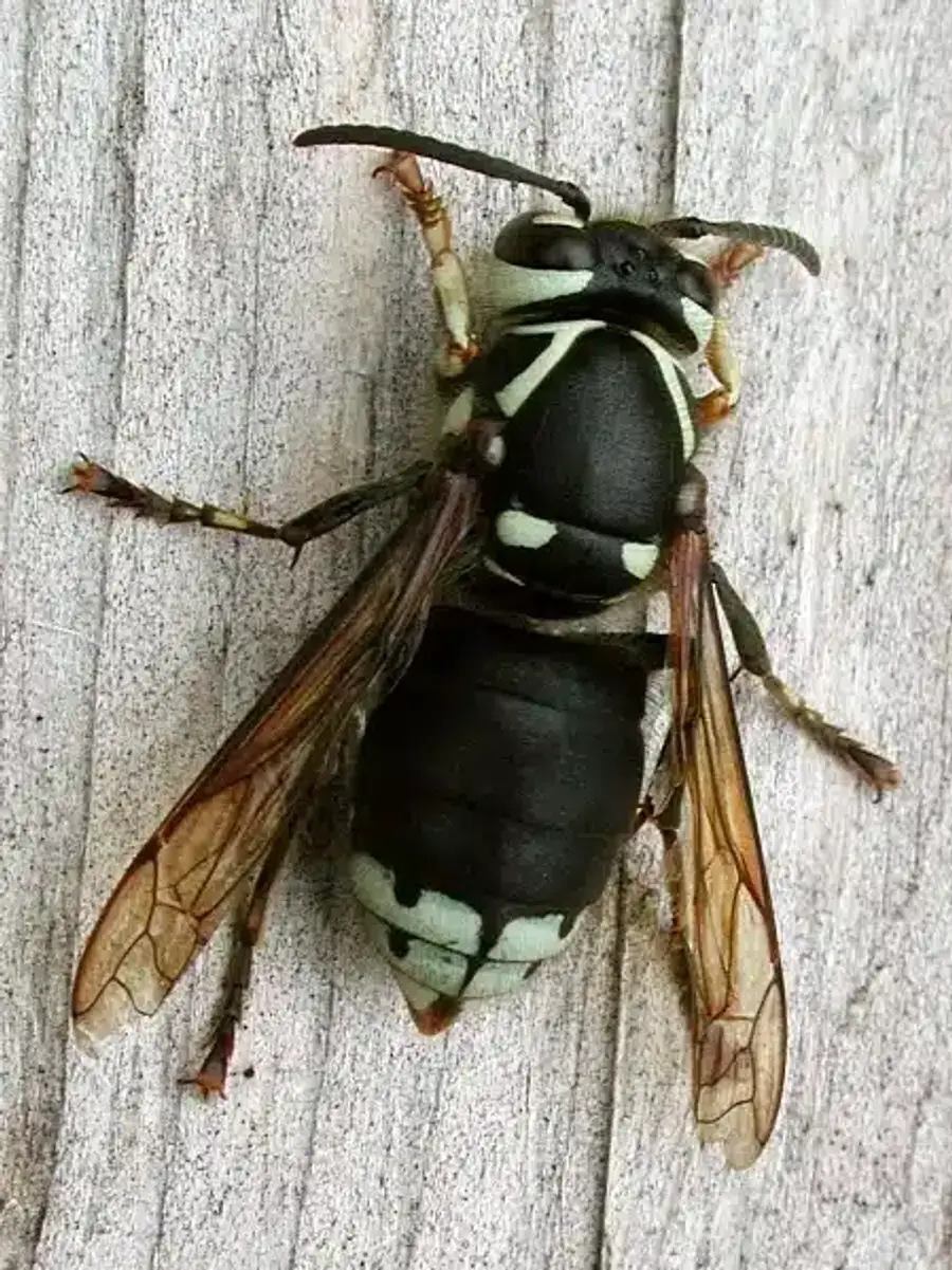 Bald-faced hornet on weathered wood showing its black body and ivory-white face and markings