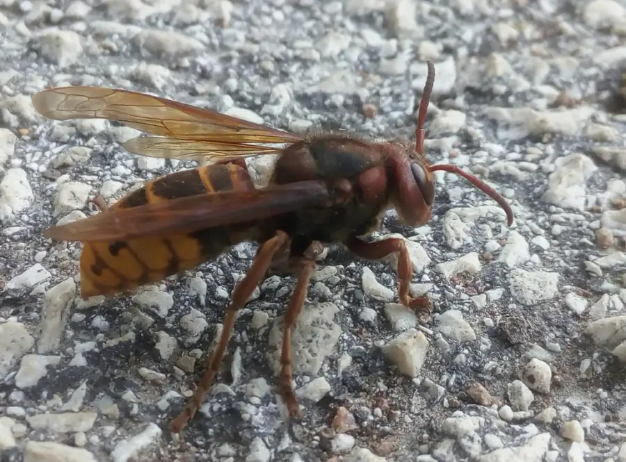 Side profile of a European hornet showing its reddish-brown head and thorax and yellow abdomen with brown markings