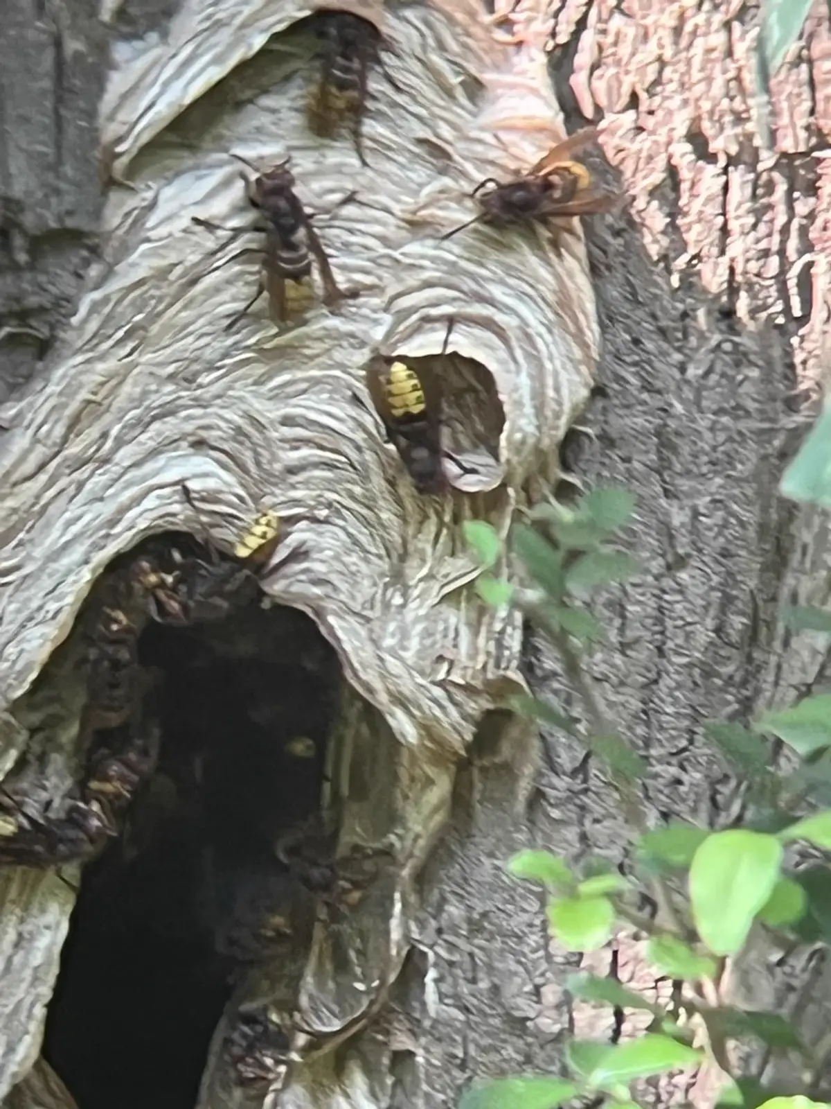 European hornets gathered at a nest entrance in a hollow tree trunk