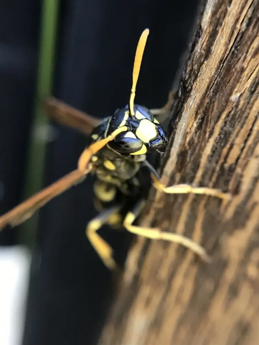 European paper wasp photographed head-on showing black and yellow face and orange antennae