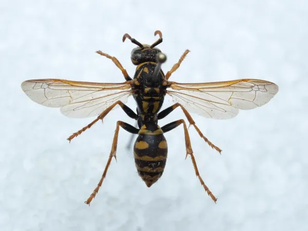 Top-down view of a European paper wasp showing its distinctive yellow and black markings with orange antennae