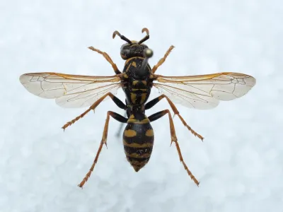 European Paper Wasps