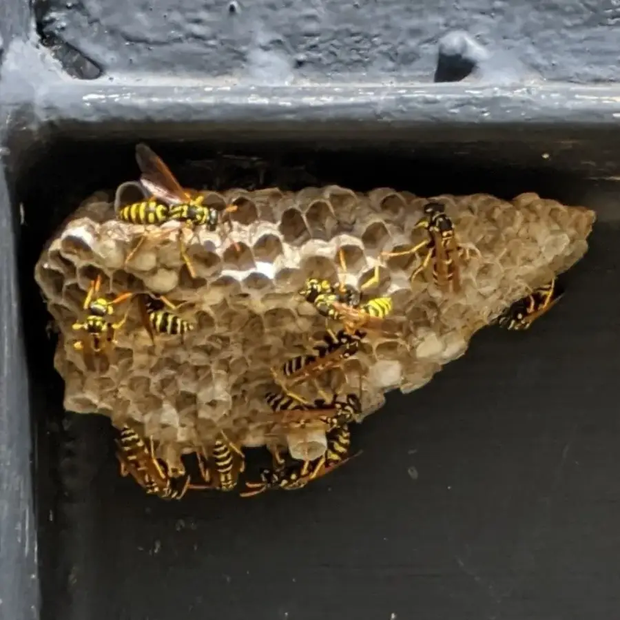 European paper wasp colony on an open umbrella-shaped comb nest tucked into a metal recess
