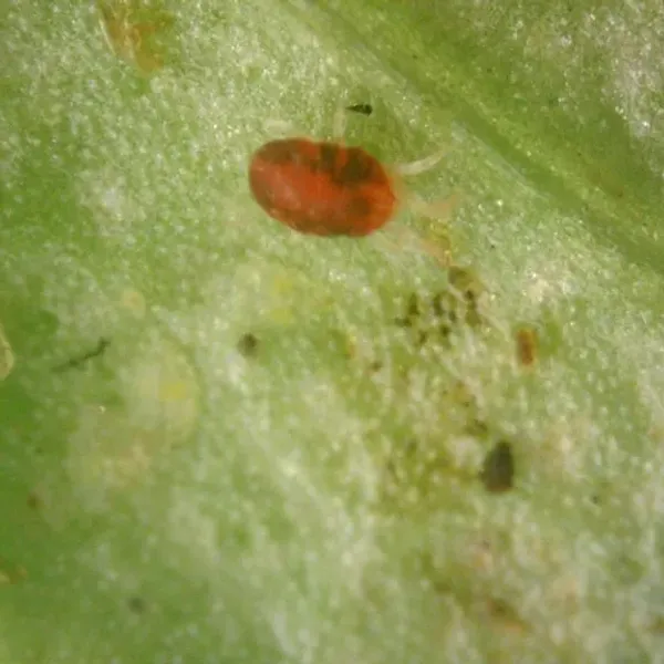 Close-up of a European red mite showing its reddish-brown coloring on a green leaf surface