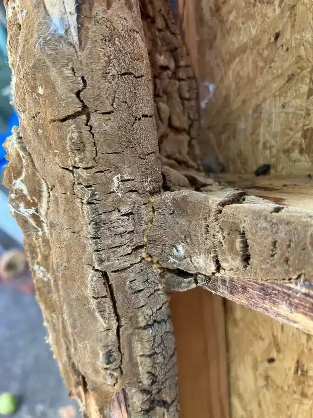 Extensive termite damage in structural wood