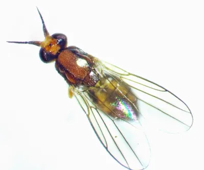 Close-up top view of an eye gnat showing its small dark body and translucent wings