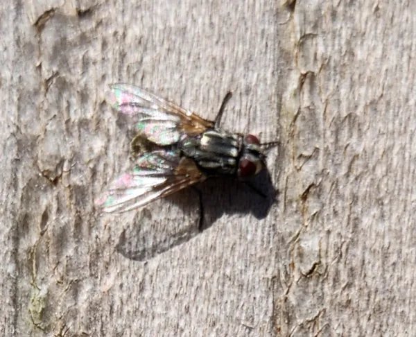Top-down view of a face fly showing gray thorax with dark stripes and iridescent wing venation