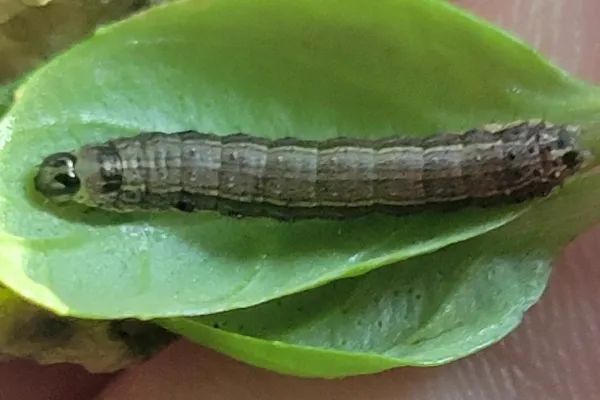 Fall armyworm caterpillar on a green leaf showing its characteristic striped body and dark head