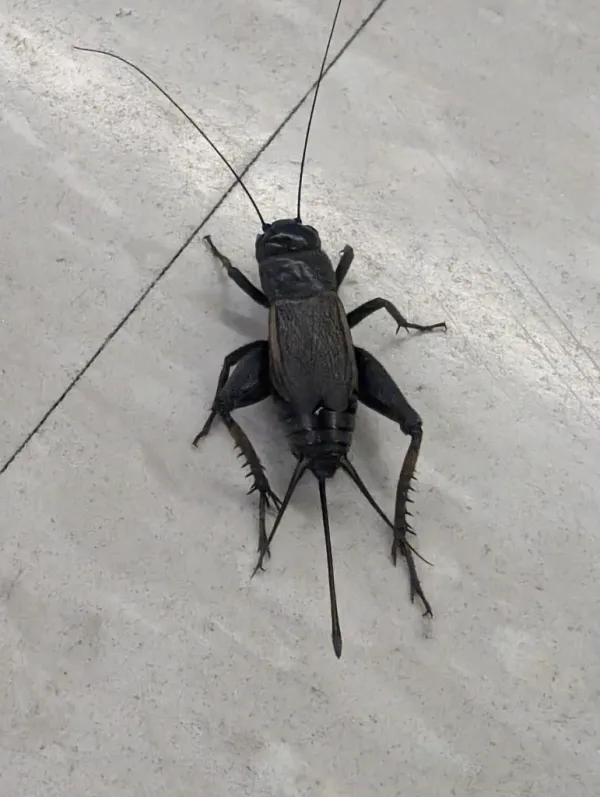Top-down view of a fall field cricket showing its shiny black body and long antennae