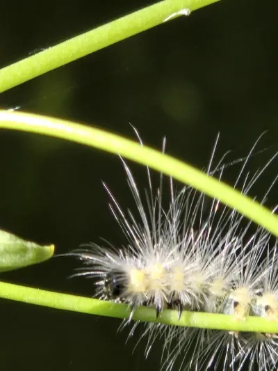 Fall webworm caterpillar with distinctive white bristles on a plant stem