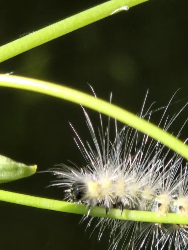 Fall webworm caterpillar with distinctive white bristles on a plant stem