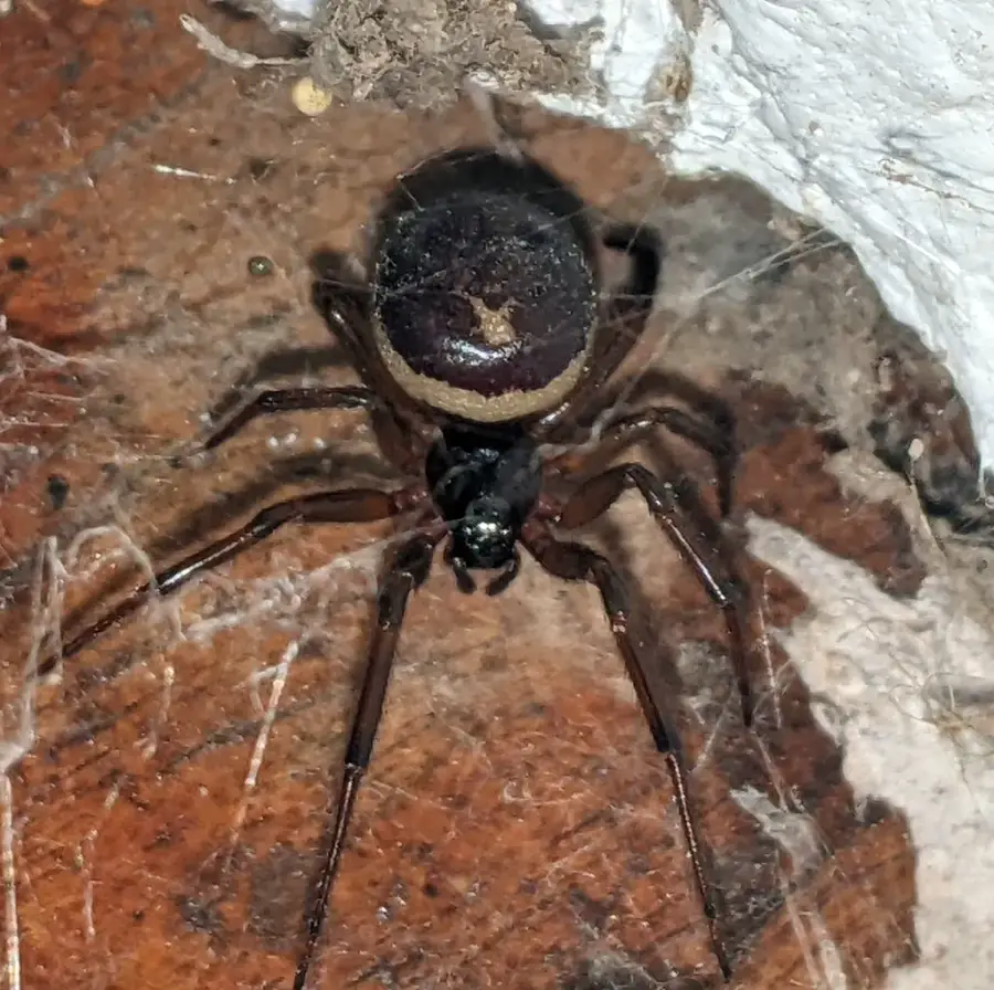 False black widow spider showing duller brown-black abdomen with faint pale markings