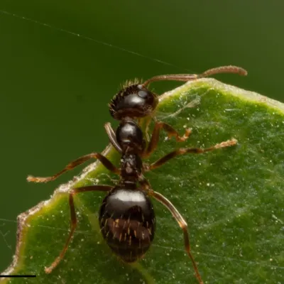 False honey ant worker photographed from above on a leaf, showing its dark glossy abdomen and pinched waist