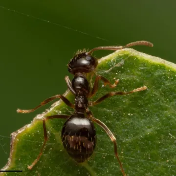 False honey ant worker, used to identify it on the ant chart