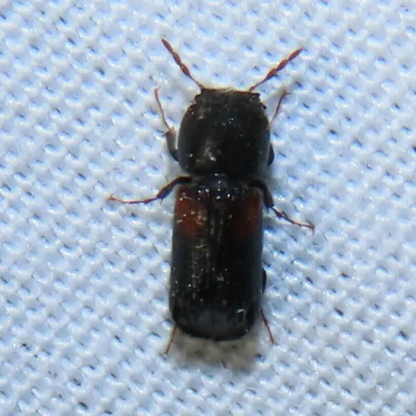 Top-down view of a false powderpost beetle showing its dark cylindrical body and roughened thorax