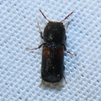 Top-down view of a false powderpost beetle showing its dark cylindrical body and roughened thorax