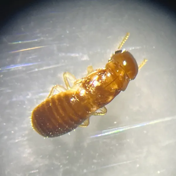 West Indian drywood termite showing characteristic golden-brown body and dark head